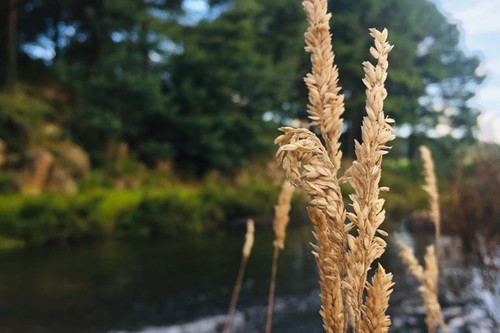 Otters Den Extra (3)